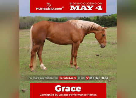 Quarter horse américain, Jument, 4 Ans, 152 cm, Palomino