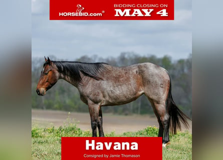 Quarter horse américain, Jument, 4 Ans, 152 cm, Roan-Bay