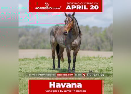 Quarter horse américain, Jument, 4 Ans, 152 cm, Roan-Bay