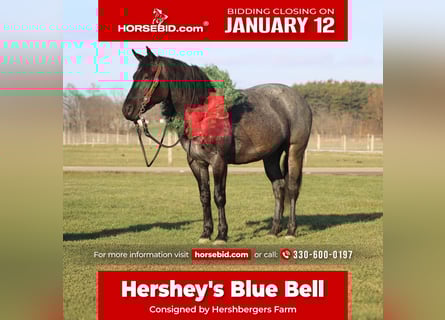 Quarter horse américain Croisé, Jument, 4 Ans, 152 cm, Rouan Bleu