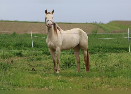 Quarter horse américain, Jument, 4 Ans, 153 cm, Champagne