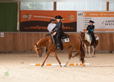Quarter horse américain, Jument, 4 Ans, 158 cm, Alezan