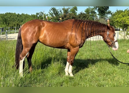 Quarter horse américain, Jument, 4 Ans, Alezan