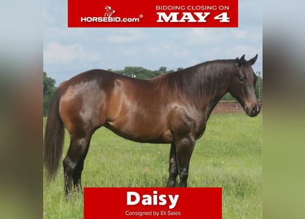Quarter horse américain, Jument, 4 Ans, Bai cerise