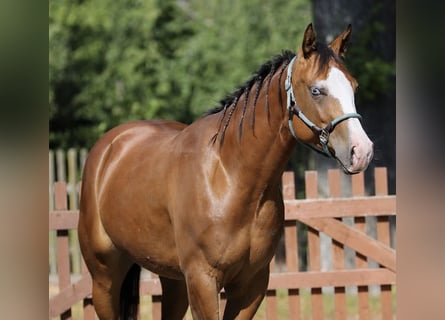 Quarter horse américain, Jument, 4 Ans