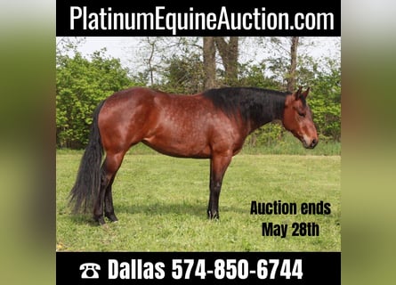 Quarter horse américain, Jument, 5 Ans, 145 cm, Bai cerise