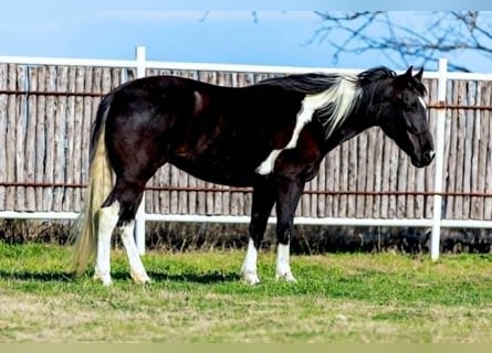 Quarter horse américain, Jument, 5 Ans, 145 cm, Overo-toutes couleurs