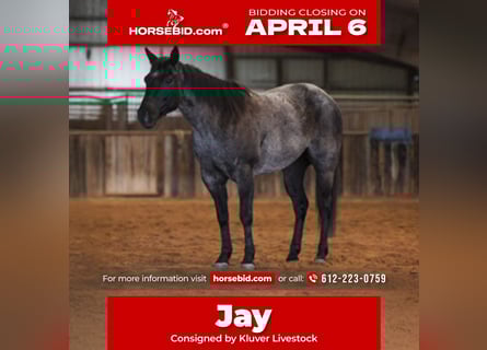 Quarter horse américain, Jument, 5 Ans, 145 cm, Rouan Bleu