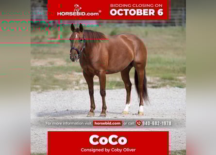 Quarter horse américain, Jument, 5 Ans, 147 cm, Alezan cuivré