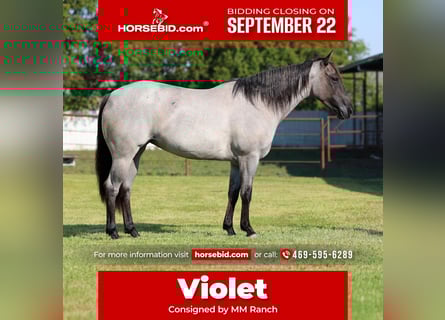 Quarter horse américain, Jument, 5 Ans, 147 cm, Rouan Bleu