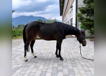 Quarter horse américain, Jument, 5 Ans, 150 cm, Bai