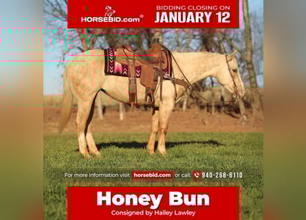 Quarter horse américain, Jument, 5 Ans, 150 cm, Palomino