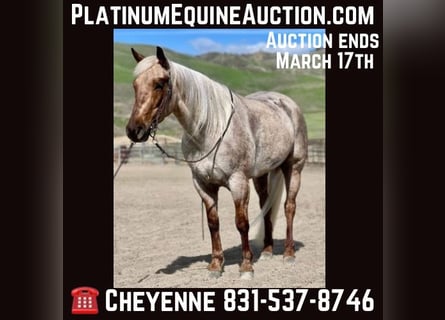 Quarter horse américain, Jument, 5 Ans, 150 cm, Palomino