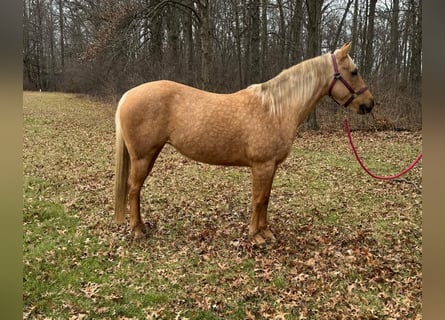 Quarter horse américain, Jument, 5 Ans, 150 cm, Palomino