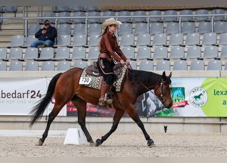 Quarter horse américain, Jument, 5 Ans, 151 cm, Bai