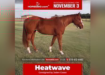 Quarter horse américain, Jument, 5 Ans, 152 cm, Alezan cuivré