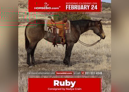 Quarter horse américain, Jument, 5 Ans, 152 cm, Buckskin