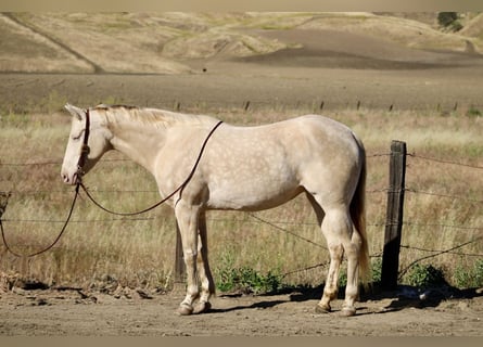 Quarter horse américain, Jument, 5 Ans, 152 cm, Perlino