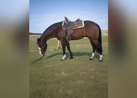 Quarter horse américain, Jument, 5 Ans, 153 cm, Bai brun