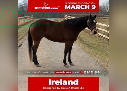 Quarter horse américain, Jument, 5 Ans, 155 cm, Bai cerise