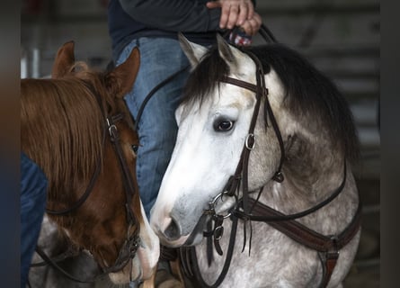 Quarter horse américain, Jument, 5 Ans, 155 cm, Gris