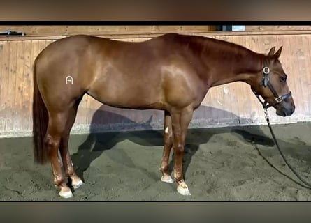 Quarter horse américain, Jument, 5 Ans, Alezan cuivré
