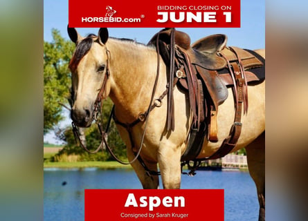 Quarter horse américain, Jument, 5 Ans, Buckskin