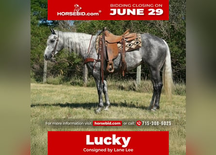 Quarter horse américain, Jument, 5 Ans, Gris