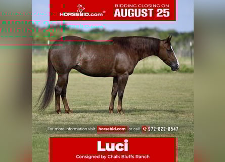 Quarter horse américain, Jument, 6 Ans, 145 cm, Alezan cuivré