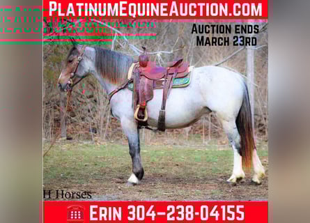 Quarter horse américain, Jument, 6 Ans, 145 cm, Roan-Bay