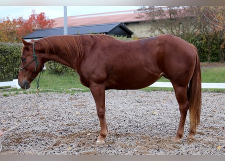 Quarter horse américain, Jument, 6 Ans, 146 cm, Alezan