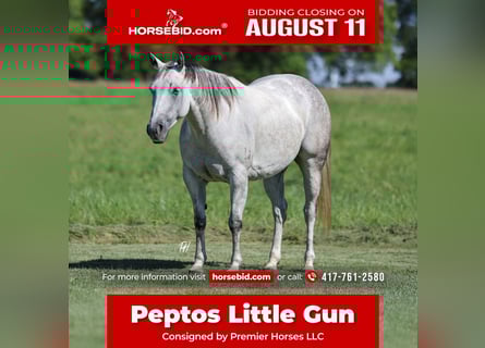 Quarter horse américain, Jument, 6 Ans, 147 cm, Gris