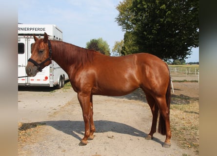Quarter horse américain, Jument, 6 Ans, 150 cm, Alezan