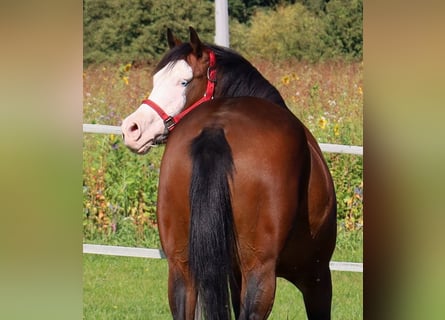 Quarter horse américain, Jument, 6 Ans, 152 cm, Bai