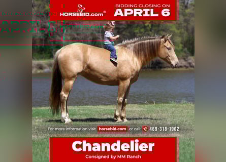 Quarter horse américain, Jument, 6 Ans, 152 cm, Champagne