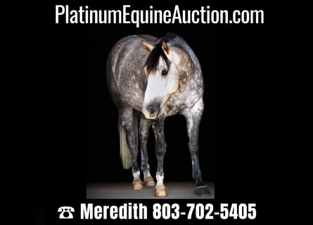 Quarter horse américain, Jument, 6 Ans, 152 cm, Gris pommelé