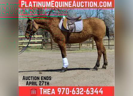 Quarter horse américain, Jument, 6 Ans, 152 cm, Isabelle