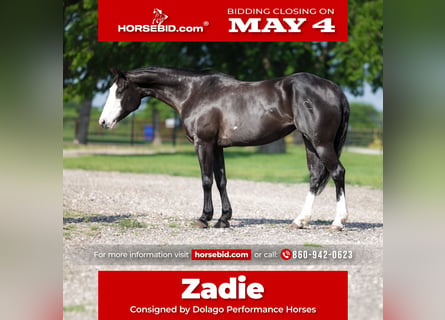 Quarter horse américain, Jument, 6 Ans, 152 cm, Noir