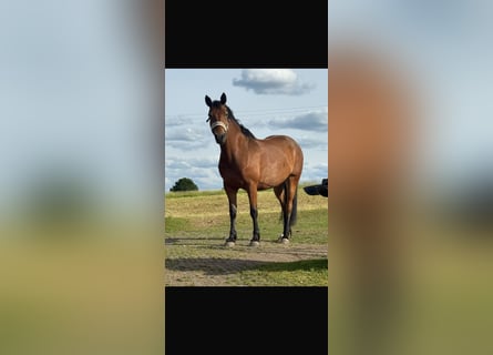 Quarter horse américain Croisé, Jument, 6 Ans, 155 cm, Bai brun