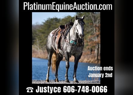 Quarter horse américain, Jument, 6 Ans, 155 cm, Gris