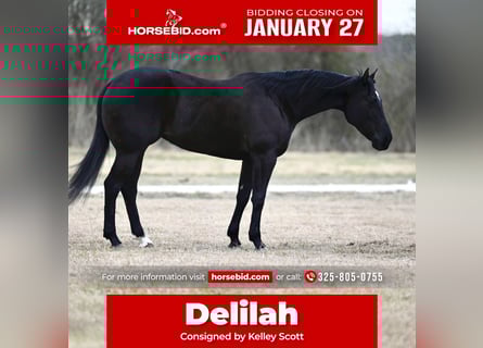 Quarter horse américain, Jument, 6 Ans, 155 cm, Noir