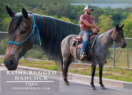 Quarter horse américain, Jument, 6 Ans, Roan-Bay