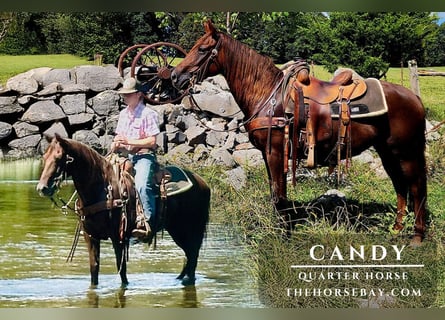 Quarter horse américain, Jument, 7 Ans, 142 cm, Alezan brûlé