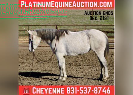 Quarter horse américain, Jument, 7 Ans, 147 cm, Gris