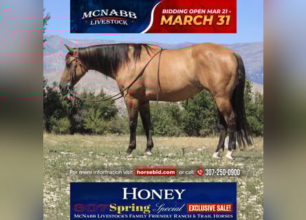 Quarter horse américain, Jument, 7 Ans, 147 cm, Isabelle
