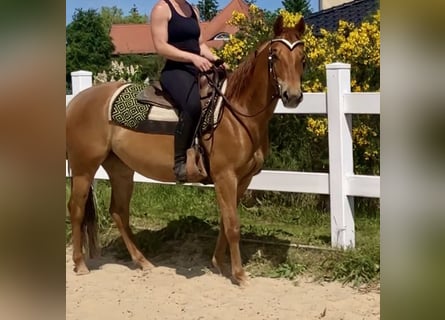 Quarter horse américain, Jument, 7 Ans, 148 cm, Alezan cuivré