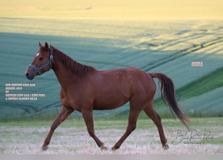 Quarter horse américain, Jument, 7 Ans, 150 cm, Alezan