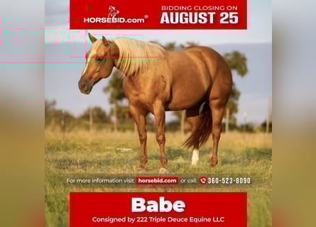 Quarter horse américain, Jument, 7 Ans, 150 cm, Palomino