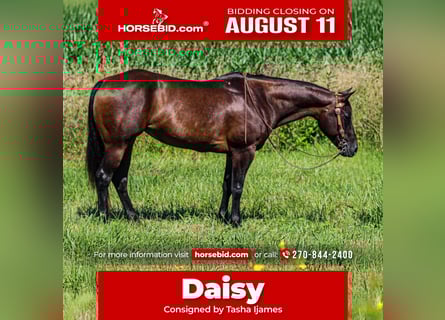 Quarter horse américain, Jument, 7 Ans, 152 cm, Bai brun