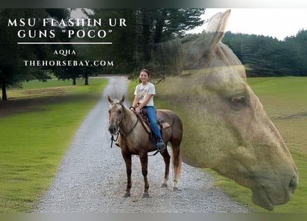 Quarter horse américain, Jument, 7 Ans, 152 cm, Palomino